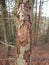 Spruce with damaged bark
