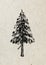 Spruce. Drawing tree on a beige rice paper.