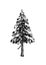 Spruce. Drawing tree on white background.