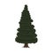 Spruce, evergreen tree