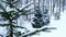 Spruce evergreen tree with snow on branches in winter snowfall - outdoor Christmas scene.