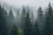 spruce forest in the fog, with ethereal atmosphere