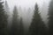 spruce forest in the fog, with ethereal atmosphere