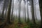 spruce forest in the fog, with ethereal atmosphere