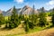 Spruce forest on grassy hillside in tatras