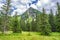 Spruce forest in High Tatras mountains, Slovakia