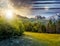 Spruce forest on a meadow in Tatras