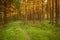 Spruce forest and path golden sunset light