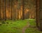 Spruce forest and path golden sunset light