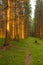 Spruce forest and path golden sunset light