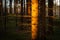 Spruce forest and path golden sunset light