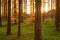 Spruce forest and path golden sunset light