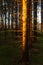 Spruce forest and path golden sunset light