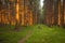 Spruce forest and path golden sunset light