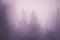 Spruce forest in the purple mist background