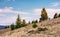 Spruce forest on a slope with weathered grass