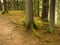 spruce forest, thick tree roots on the path