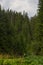 Spruce forest in the Ukrainian Carpathians. Sustainable clear ecosystem