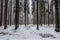 spruce forest during the winter season, with snow covering the ground and trees