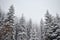 Spruce forest at winter time in the mountains