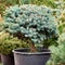 Spruce glauca close up in a pot in outdoor nursery garden shop