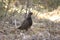 Spruce Grouse Bird