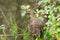 Spruce Grouse Female