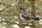 Spruce Grouse Male