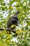 Spruce Grouse perched in a birch tree, Katmai National Park, Alaska, USA