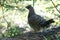 Spruce Grouse Sitting on a Branch