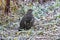 A spruce grouse sitting on frosty ground