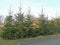 Spruce hedge 2