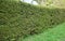 Spruce hedge is popular in mountain areas green pruned and shaped