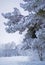 Spruce in hoarfrost winter forest
