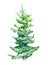 Spruce isolated on a white background