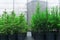 Spruce, larch and fir tree seedlings in pots in a tree nursery near the greenhouse