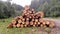Spruce logs are harvested and prepared for transportation in Karpathians forest Pine trees trunks felled timber industry