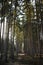 Spruce monoculture forest in the Czech republic. Beautiful nature and detail of stem.