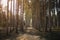 Spruce monoculture forest in the Czech republic. Beautiful nature and detail of stem.