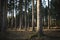 Spruce monoculture forest in the Czech republic. Beautiful nature and detail of stem.