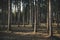 Spruce monoculture forest in the Czech republic. Beautiful nature and detail of stem.