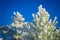 Spruce and pine covered by snow against blue sky. Snow lies on branches of spruce, close-up, space for text. Frosty Christmas tree