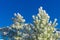 Spruce and pine covered by snow against blue sky. Snow lies on branches of spruce, close-up, space for text. Frosty Christmas tree