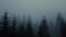 Spruce-pine forest in blue morning fog.