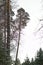 Spruce pine forest in winter tall pine forest landscape