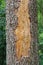 Spruce pine tree bark beetle infection bark close-up