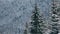 Spruce and pine tree crowns and branches covered with snow. Winter day in snowy fir tree forest, Treetops with mountains