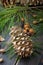 Spruce resinous cedar-tree cone with cedar nuts, needles and cedar branches