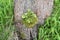 The spruce sapling growing out of the stump