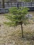 Spruce sapling in the vicinity of Borjomi Park